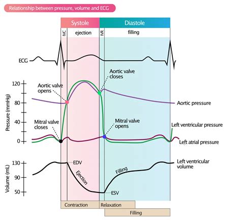 ventricular volume loop diagram